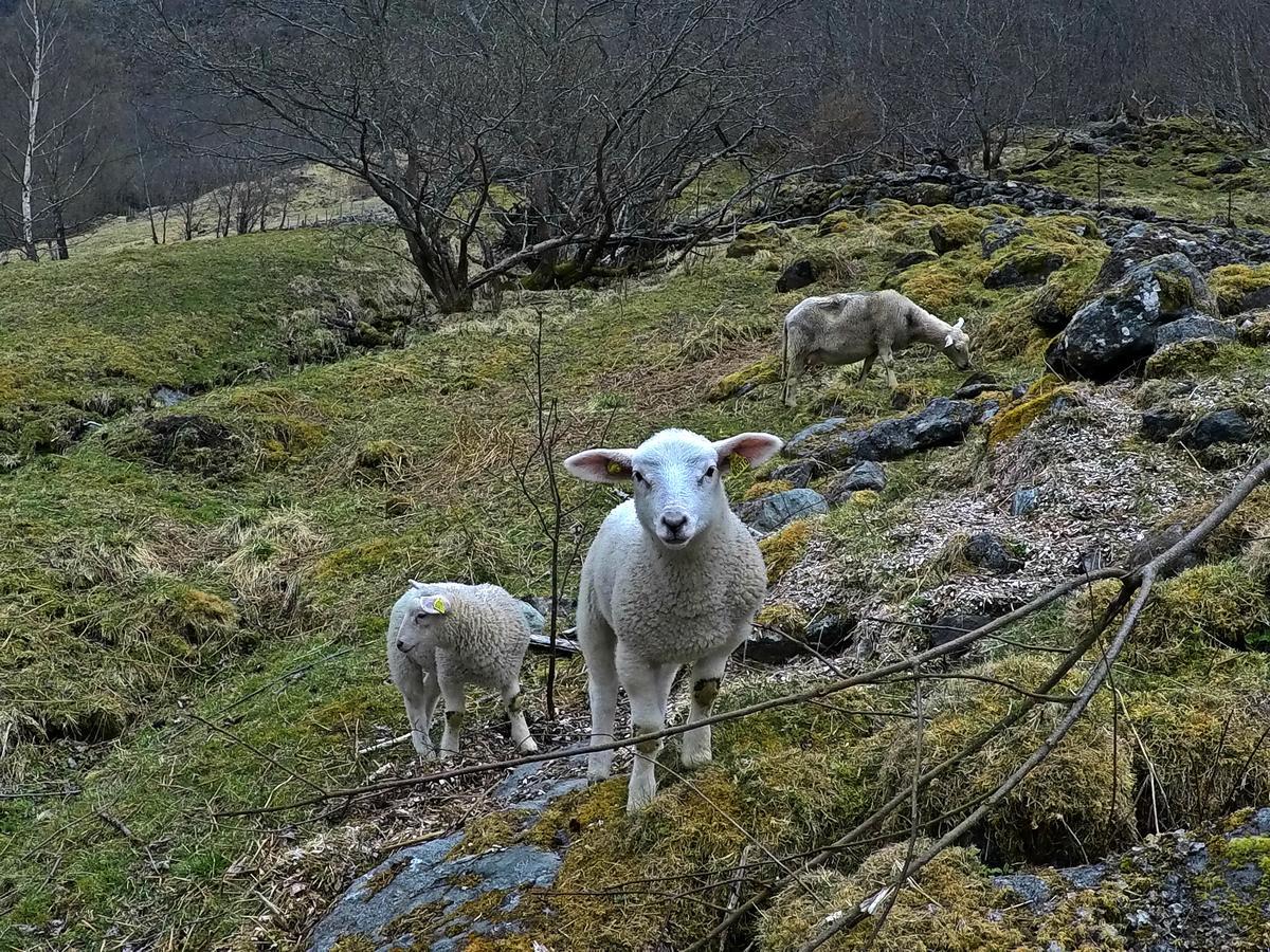 Brekke Gard Hostel Flåm Екстериор снимка